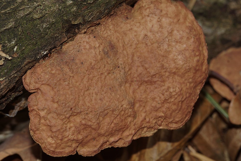 Hapalopilus rutilans.jpg