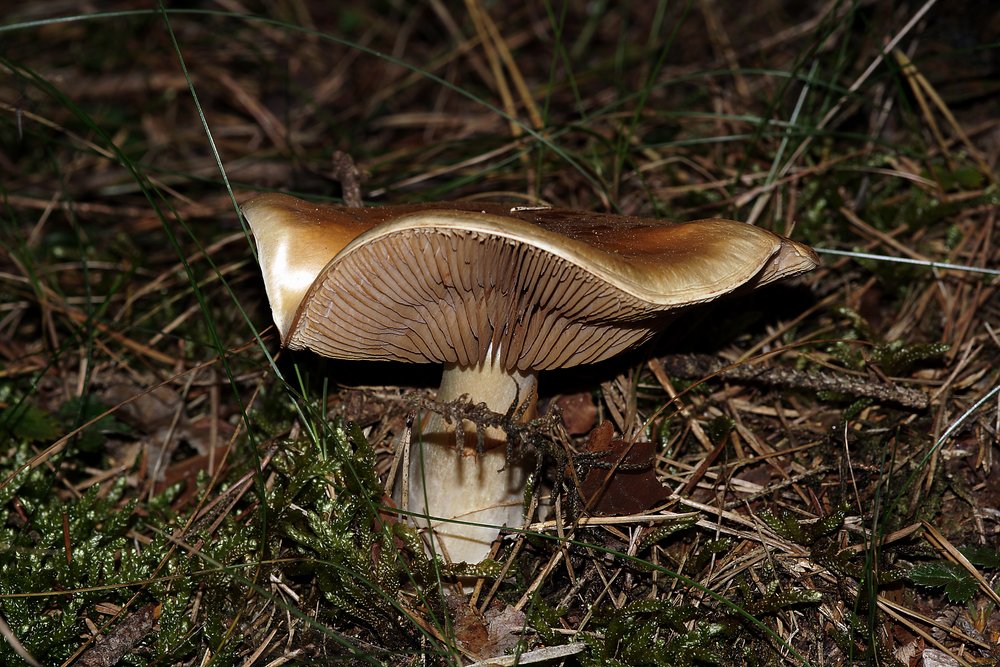 Hebeloma laterinum-a.jpg