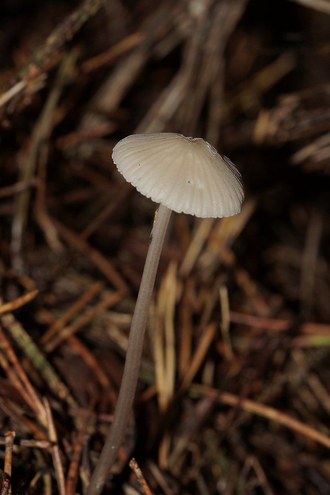 Helmling Mycena sp-a.jpg