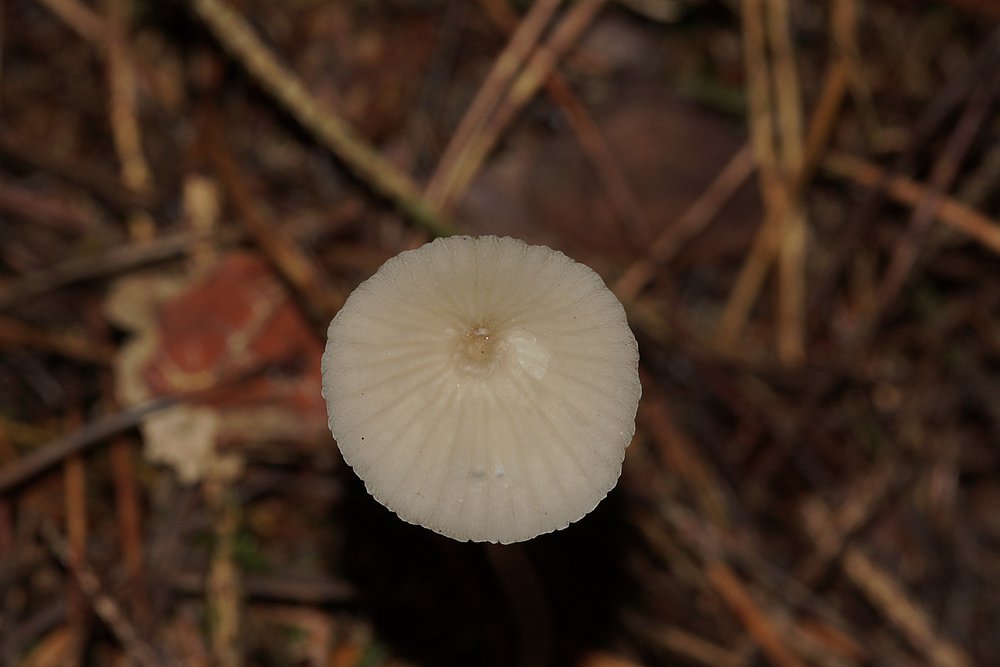 Helmling Mycena sp.jpg