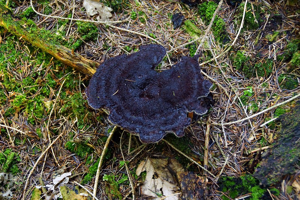 Kiefern Braunporling-a.jpg