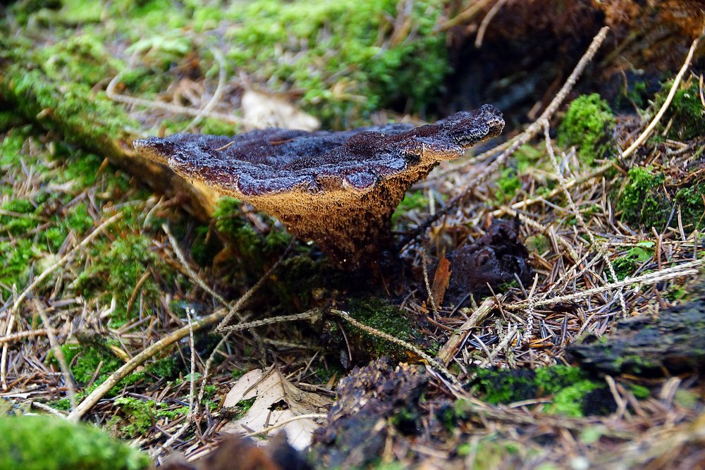 Kiefern Braunporling.jpg