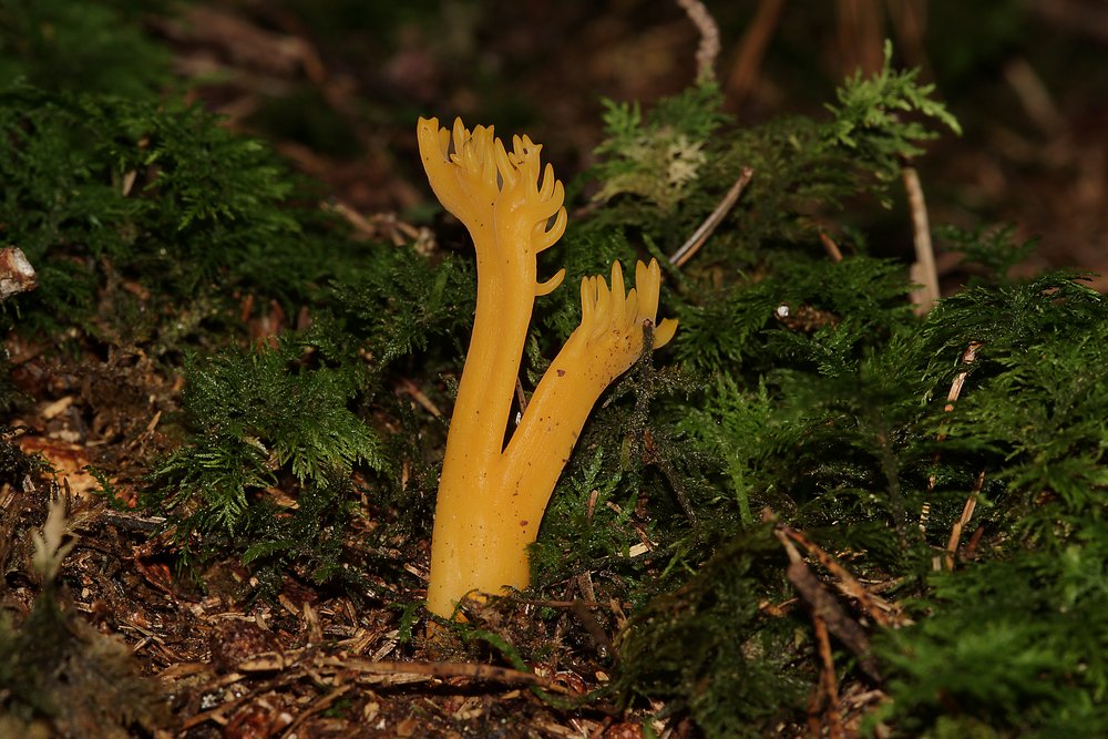 Klebriger Hoernling-a.jpg