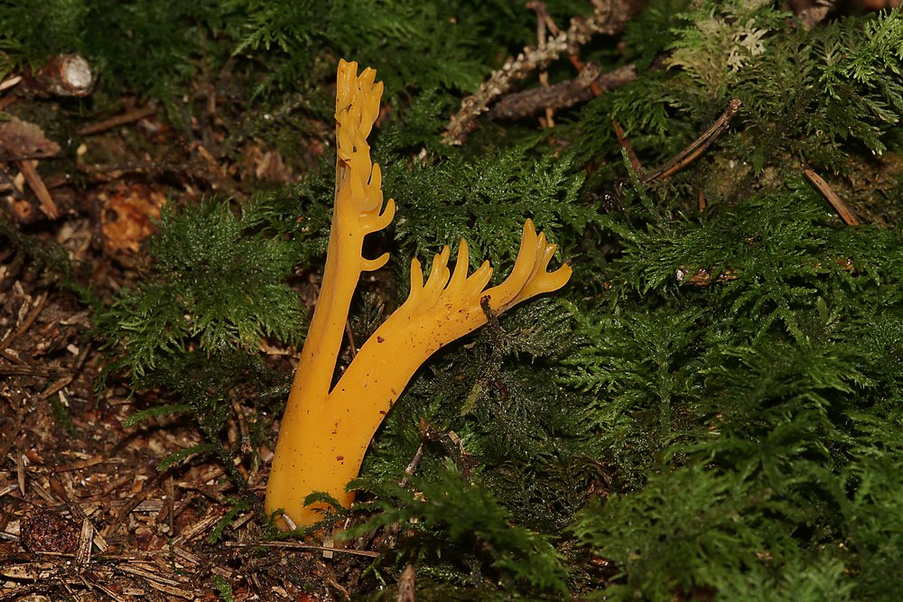 Klebriger Hoernling-b.jpg