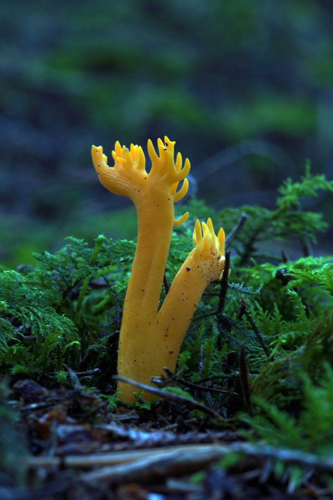 Klebriger Hoernling.jpg