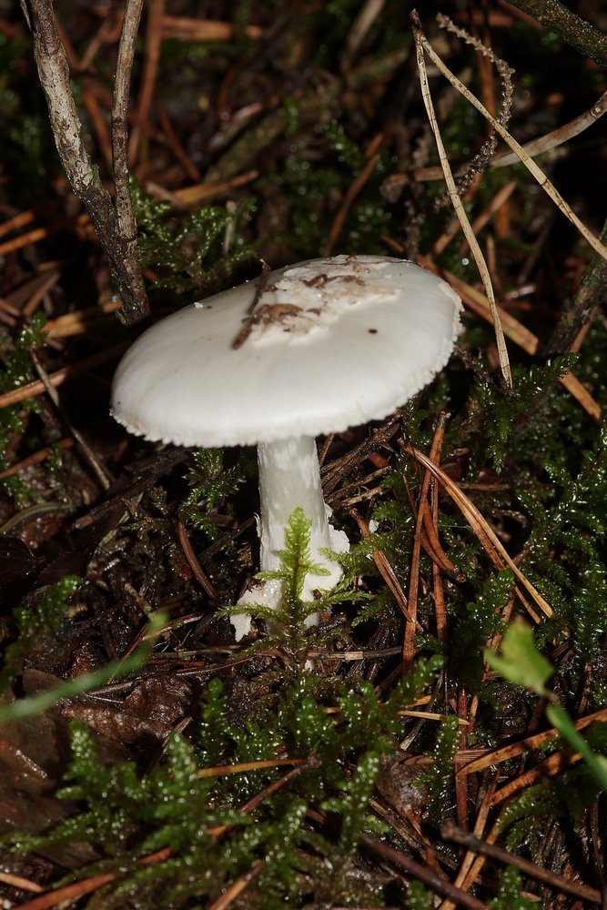 Knollenblaetterpilz A.citrina -a.jpg