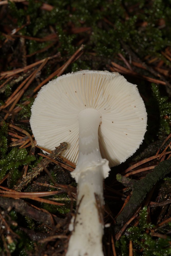 Knollenblaetterpilz A.citrina -b.jpg