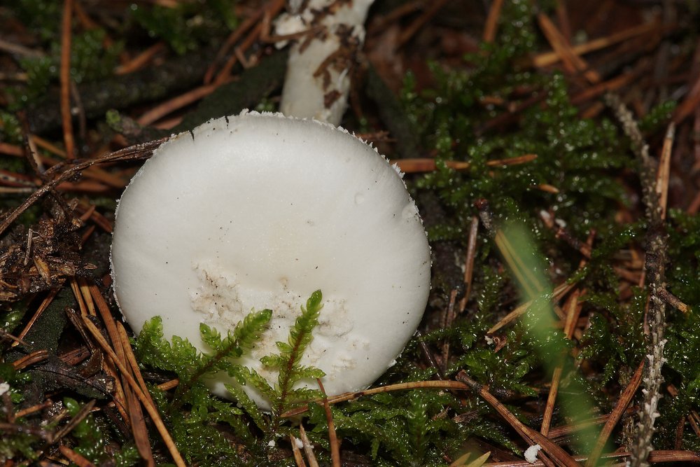 Knollenblaetterpilz A.citrina .jpg