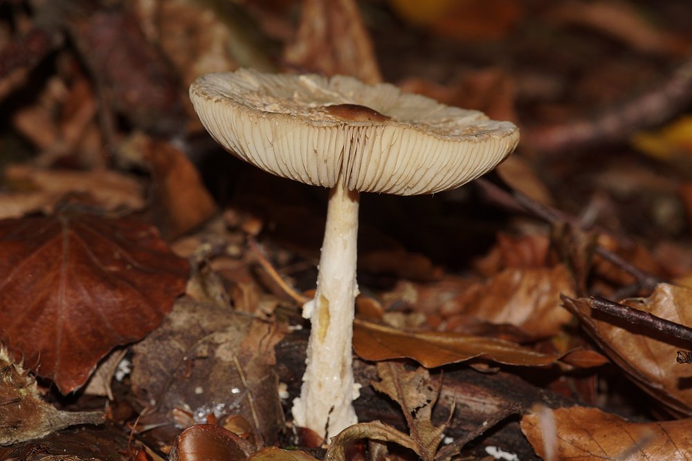 Lepiota clypeolaria-a.jpg
