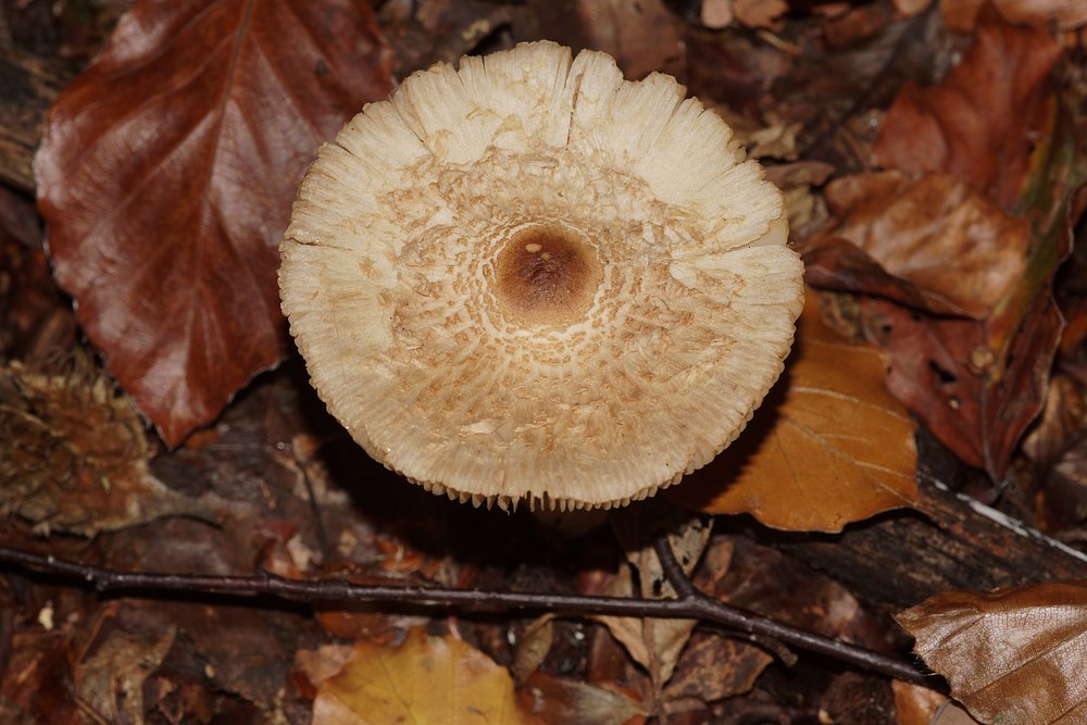 Lepiota clypeolaria.jpg