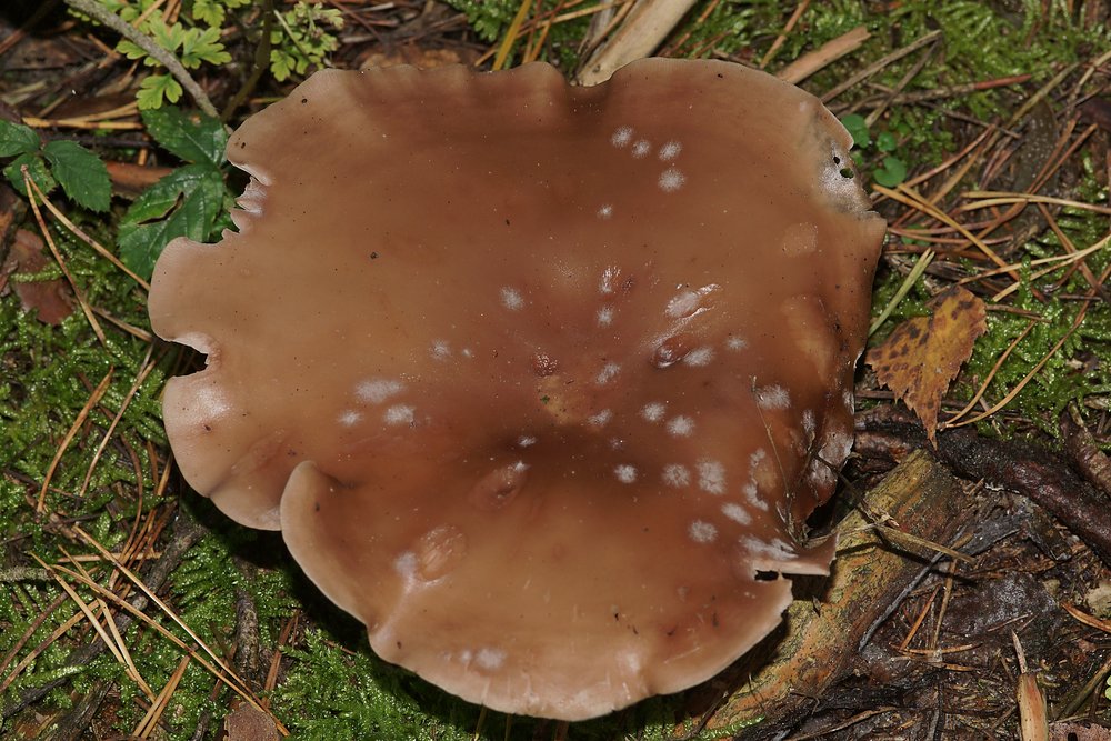 Lepista Nuda.jpg