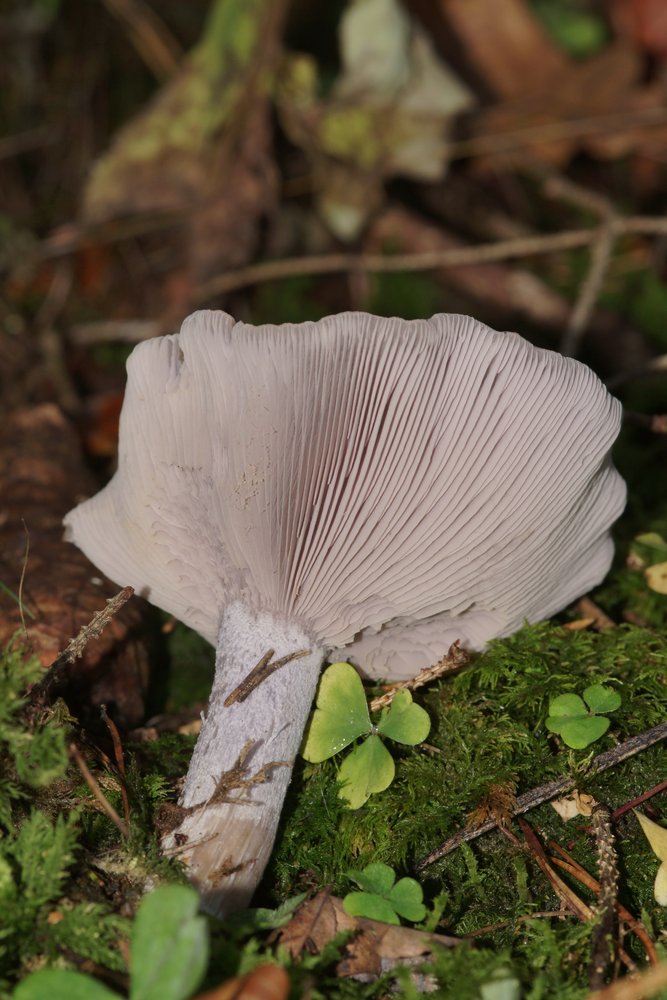 Lepista Nuda1-b.JPG