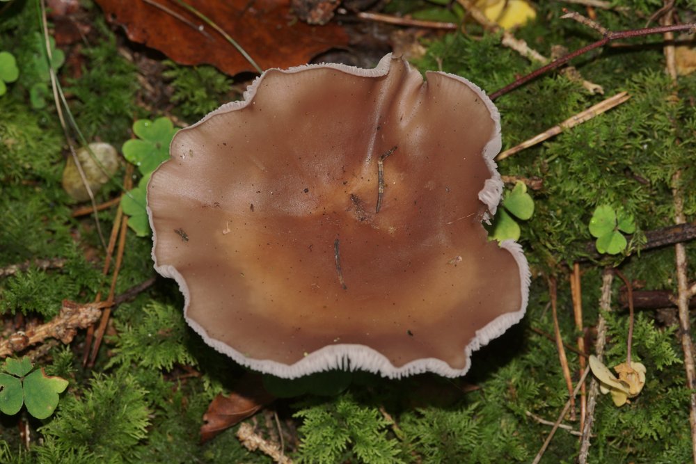 Lepista Nuda1.JPG