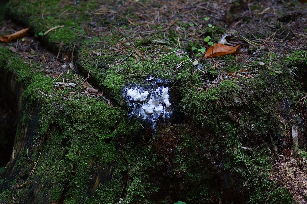 Lohbluete Fuligo septica-a.jpg