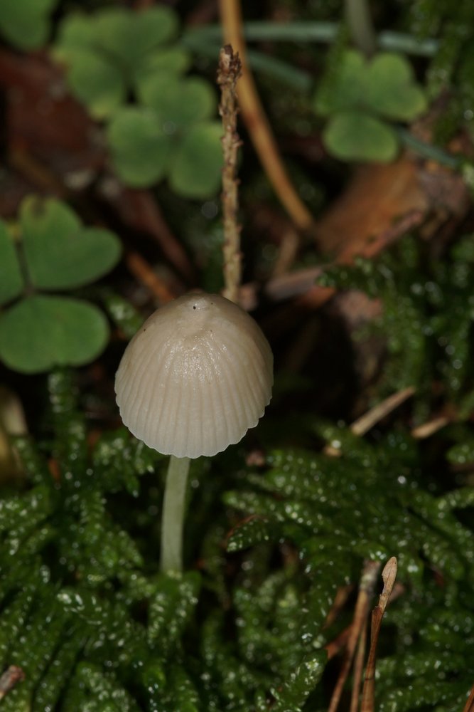 Mycena epipterygia-1.JPG