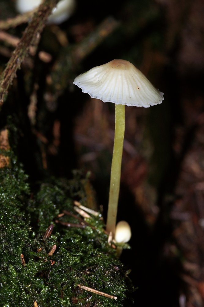 Mycena epipterygia-a.jpg