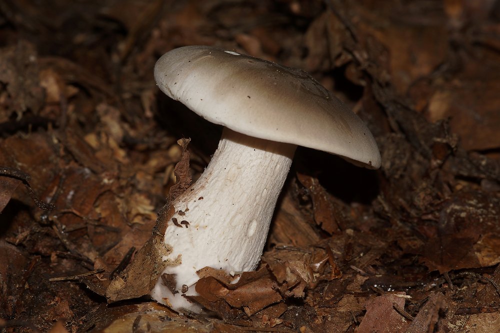 Nebelgrauer Trichterling Clitocybe nebularis-a.jpg