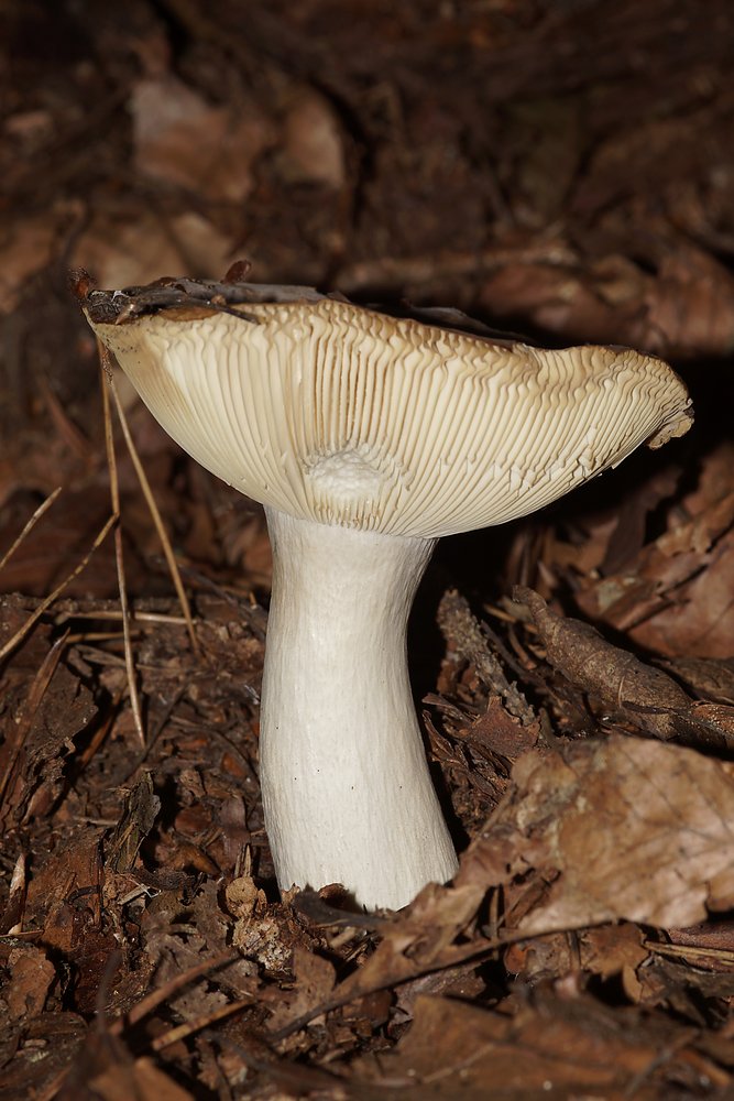 Ockergelber Taeubling-a.jpg