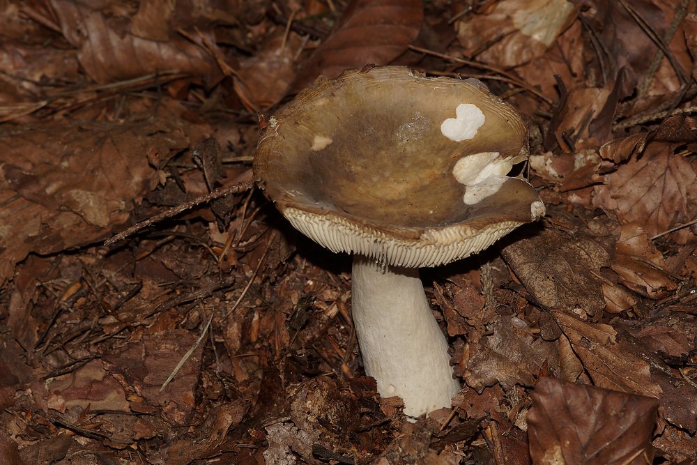 Ockergelber Taeubling.jpg