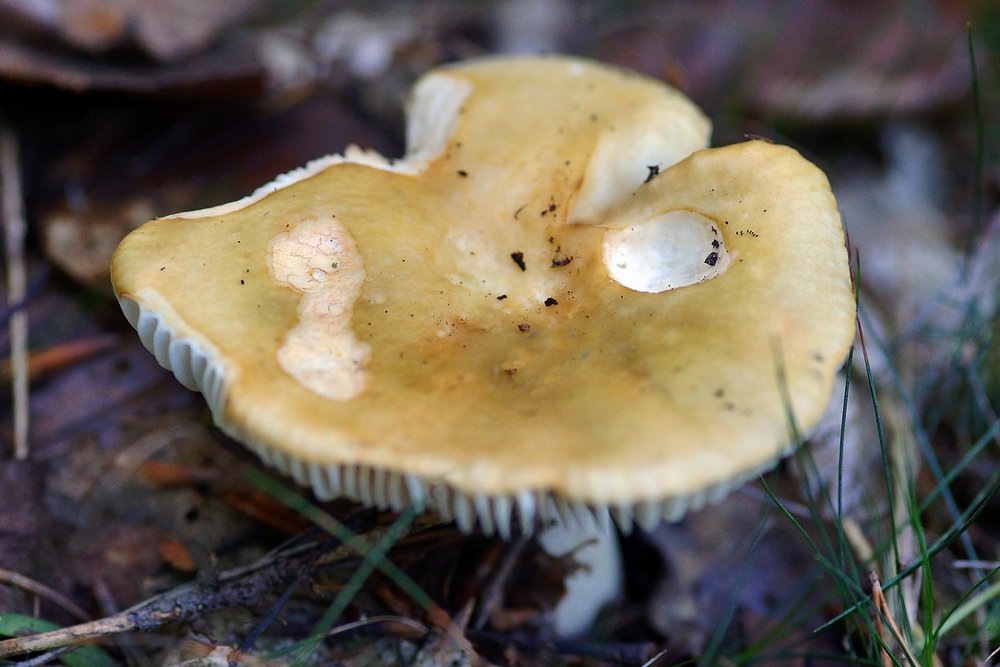 Ockertäubling Russula ochroleuca.jpg