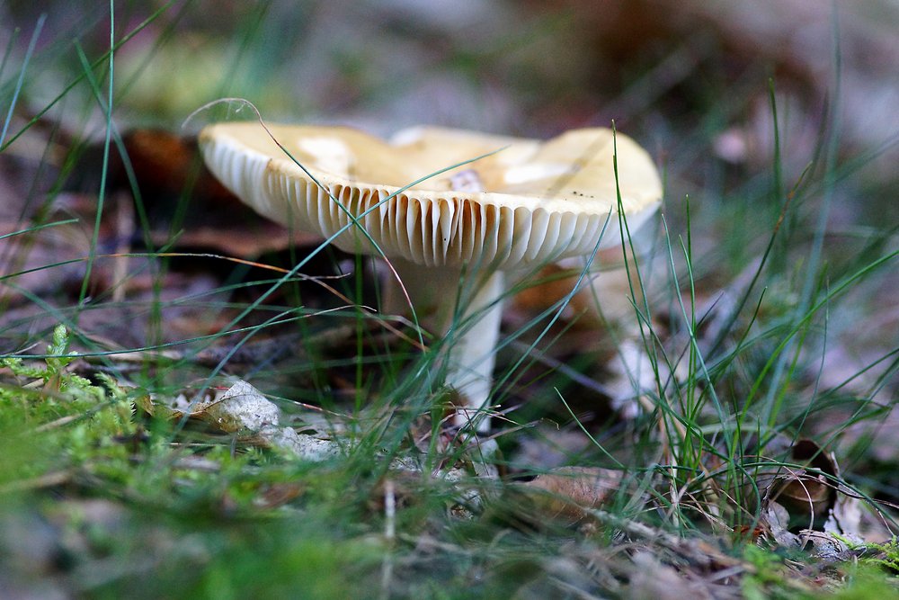 Ockertäubling, Russula ochroleuca-a.jpg