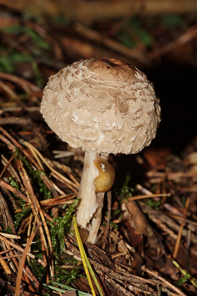 Olivbraunen Safranschirmling-a.jpg