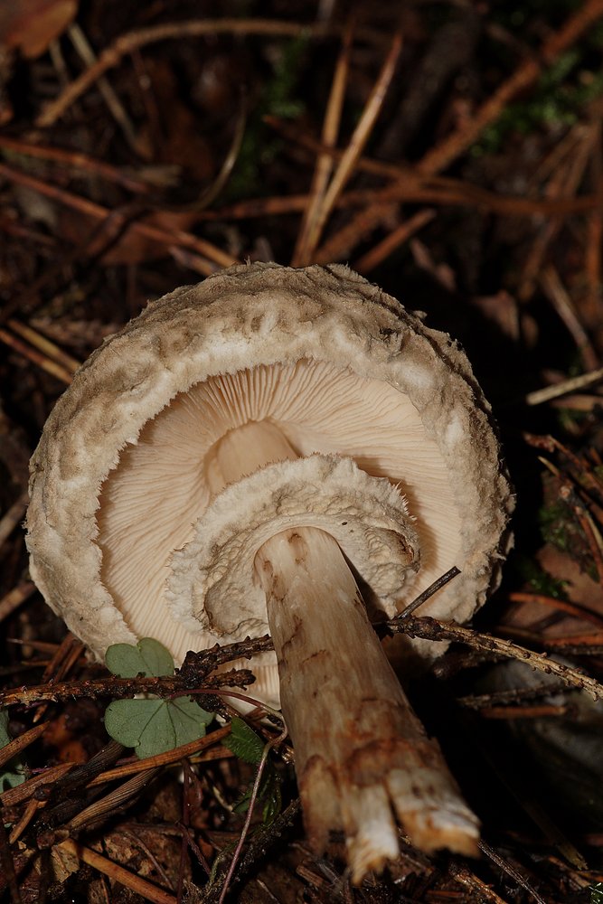 Olivbraunen Safranschirmling-b.jpg