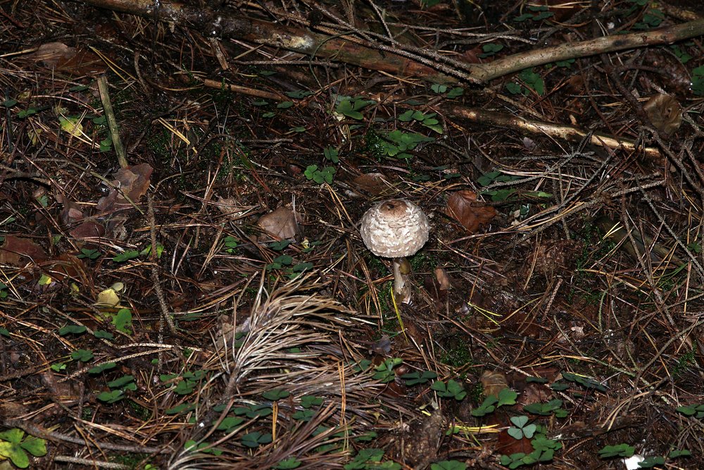 Olivbraunen Safranschirmling.jpg