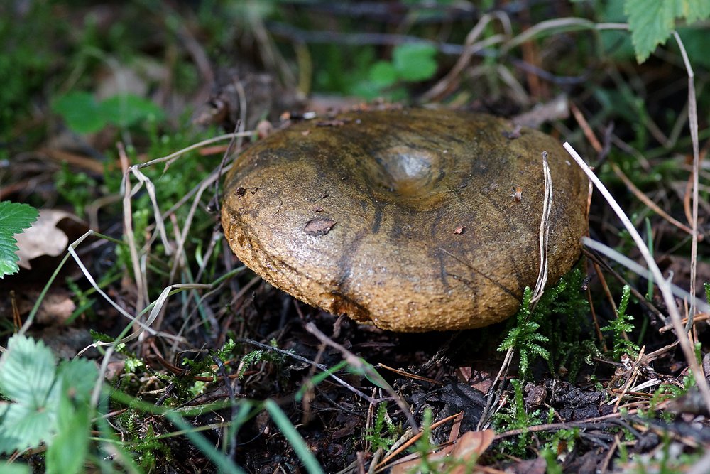 Olivbrauner Milchling.jpg