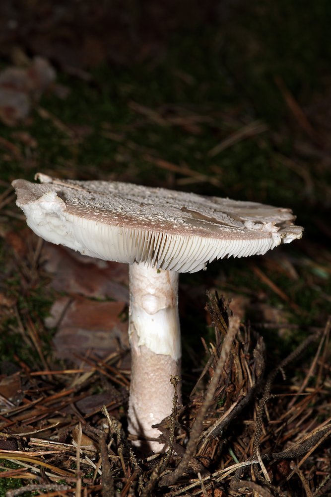 Perlpilz Amanita rubescens-a.jpg