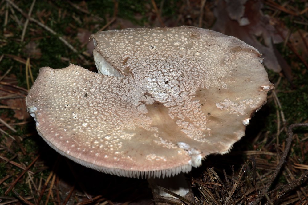 Perlpilz Amanita rubescens.jpg