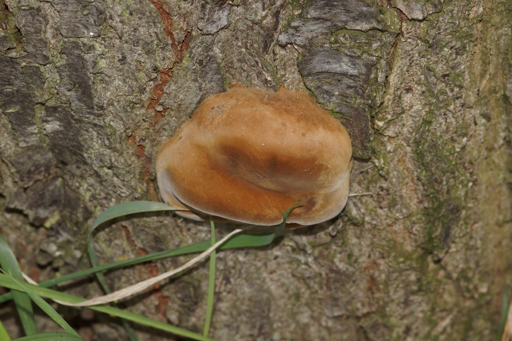 Pflaumen-Feuerschwamm Phellinus tuberculosus-a.JPG