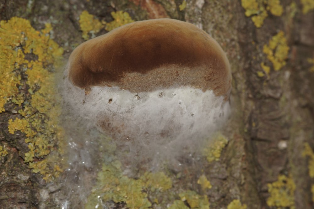 Pflaumen-Feuerschwamm Phellinus tuberculosus-b.JPG