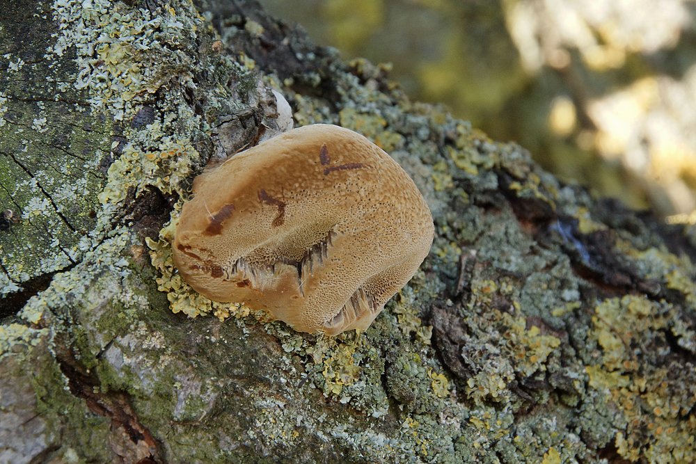 Pflaumen-Feuerschwamm Phellinus tuberculosus.jpg
