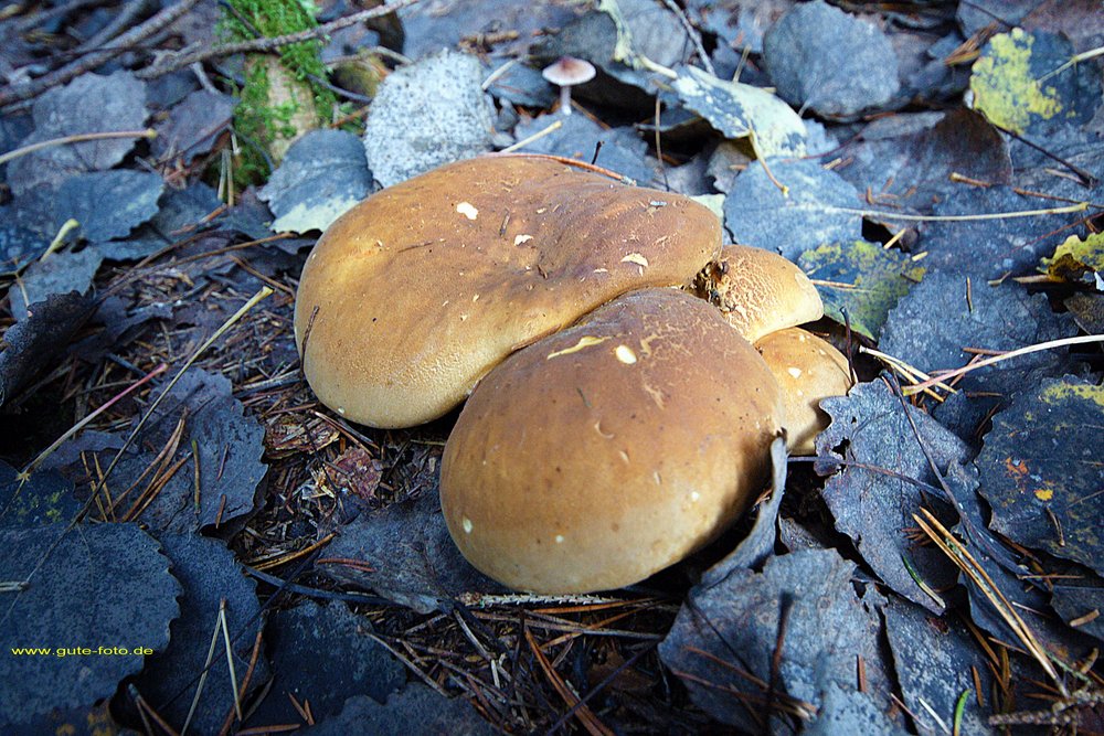 Pilz-023.jpg