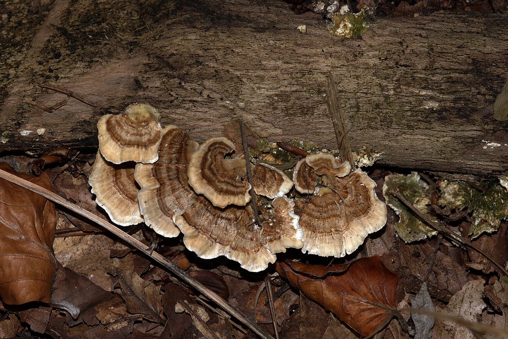 Pilz-048.jpg