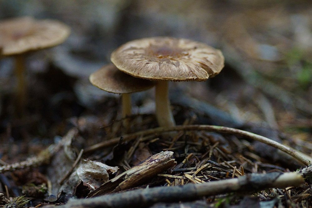 Pluteus umbrosus.jpg