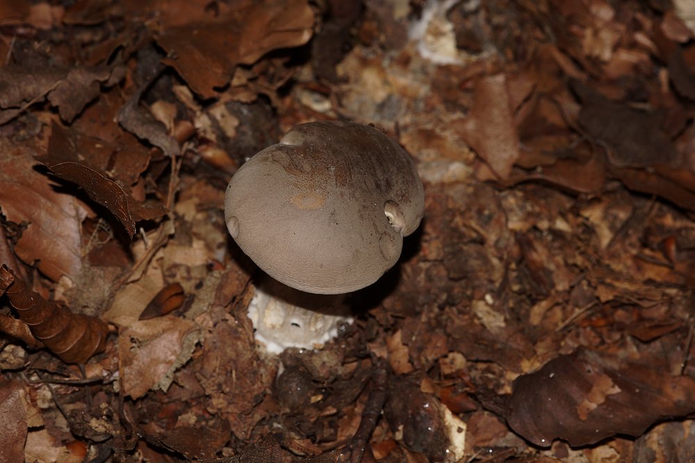 Porphyrbrauner Wulstling Amanita porphyria-a.jpg