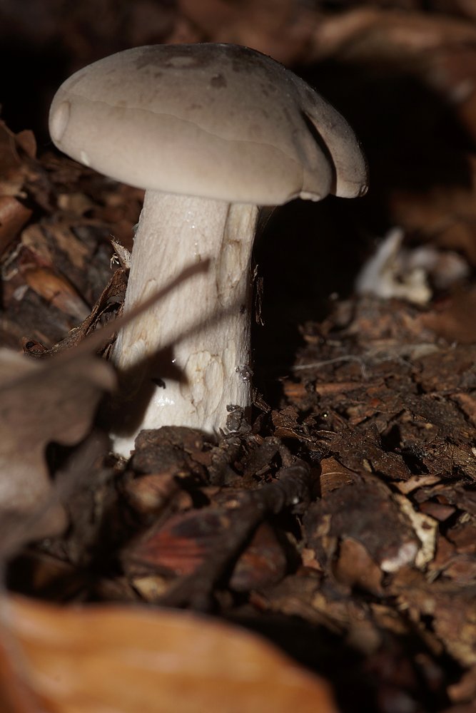 Porphyrbrauner Wulstling Amanita porphyria.jpg