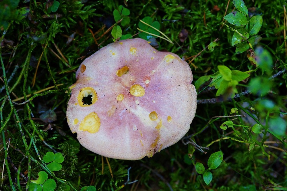Purpurfilziger Holzritterling Tricholomopsis rutilans-a.jpg