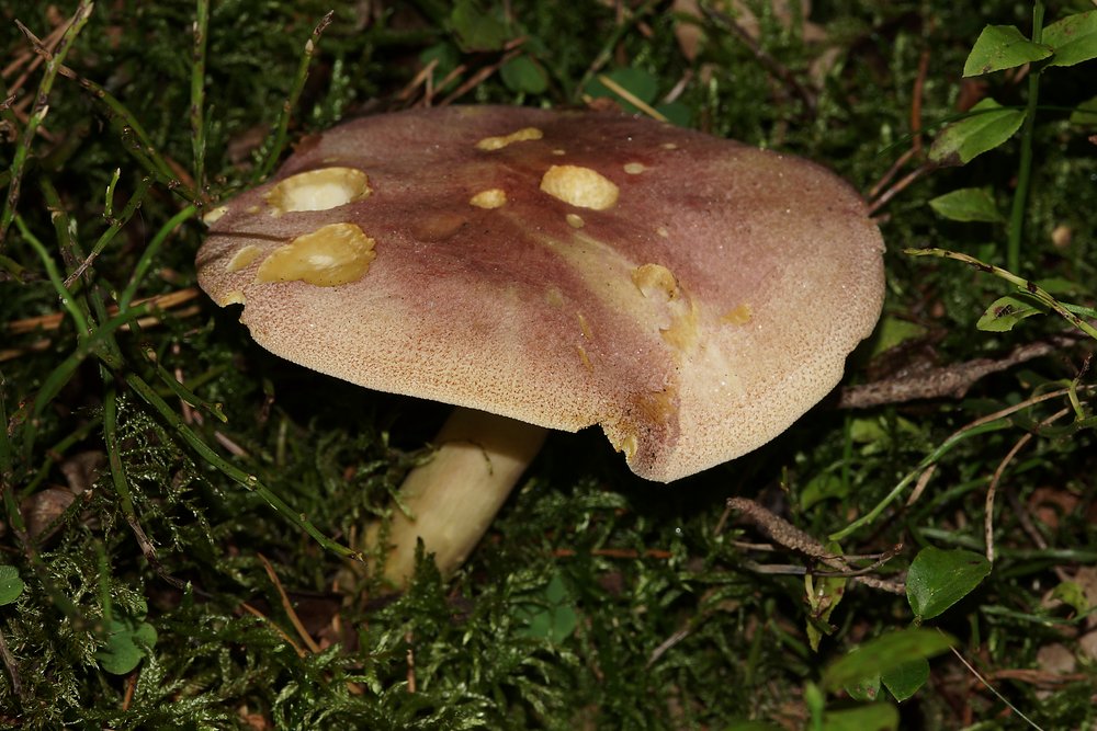 Purpurfilziger Holzritterling Tricholomopsis rutilans.jpg