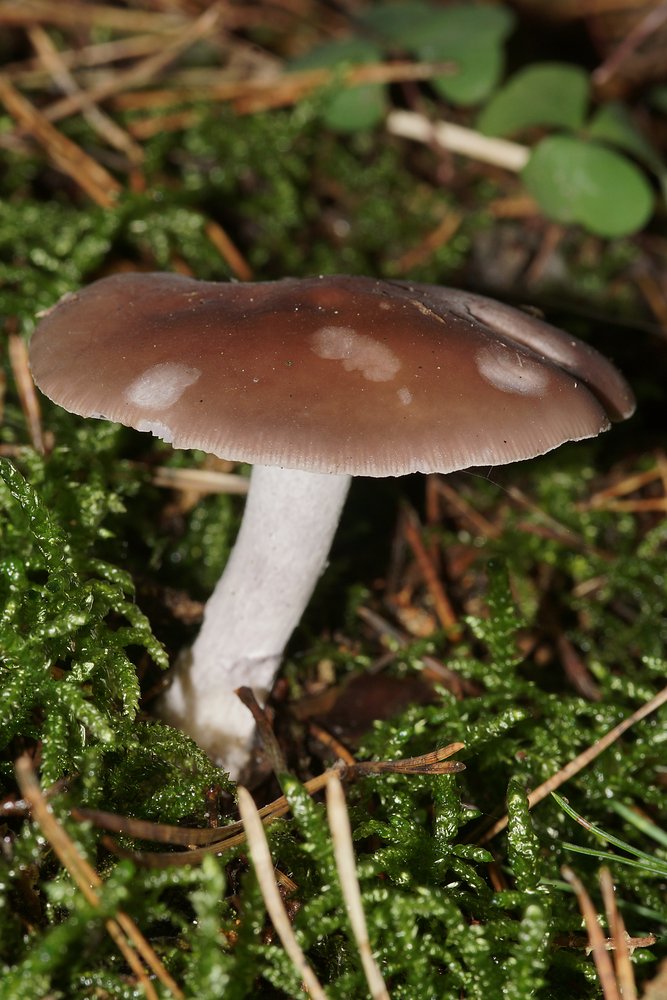 Purpurfilziger Holzritterlinmg-a.jpg