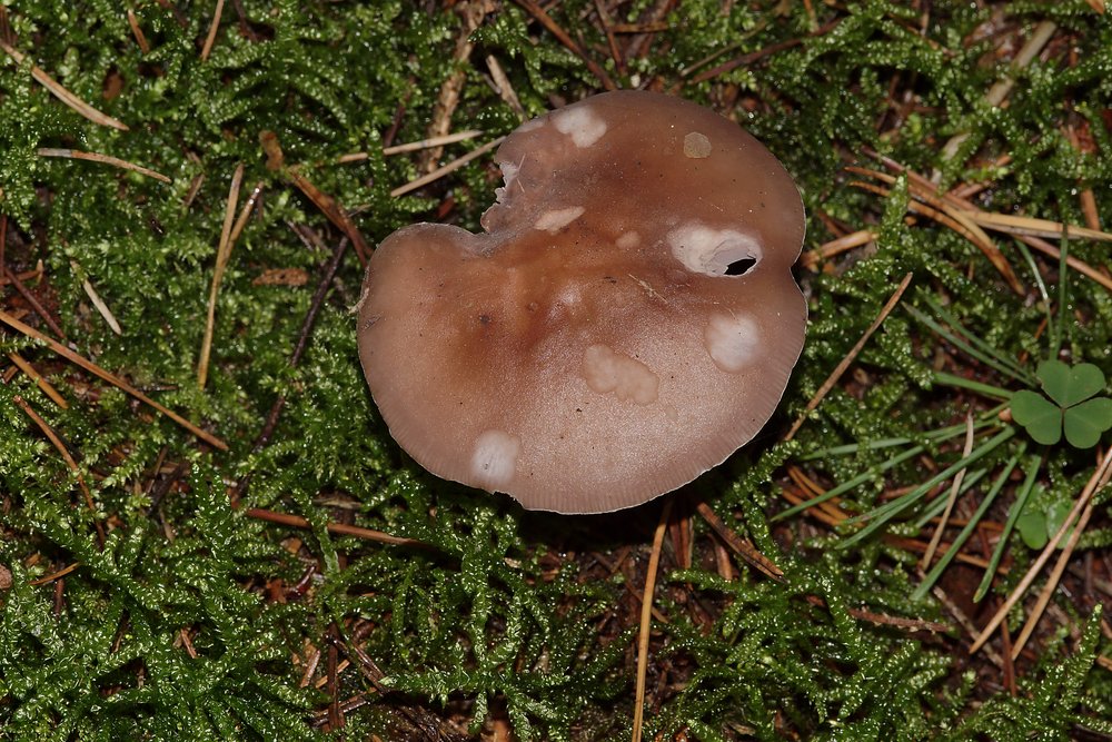 Purpurfilziger Holzritterlinmg.jpg