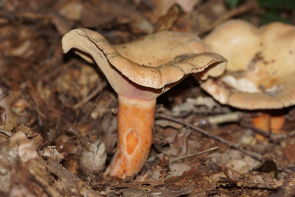 Queraderiger Milchling-a.jpg