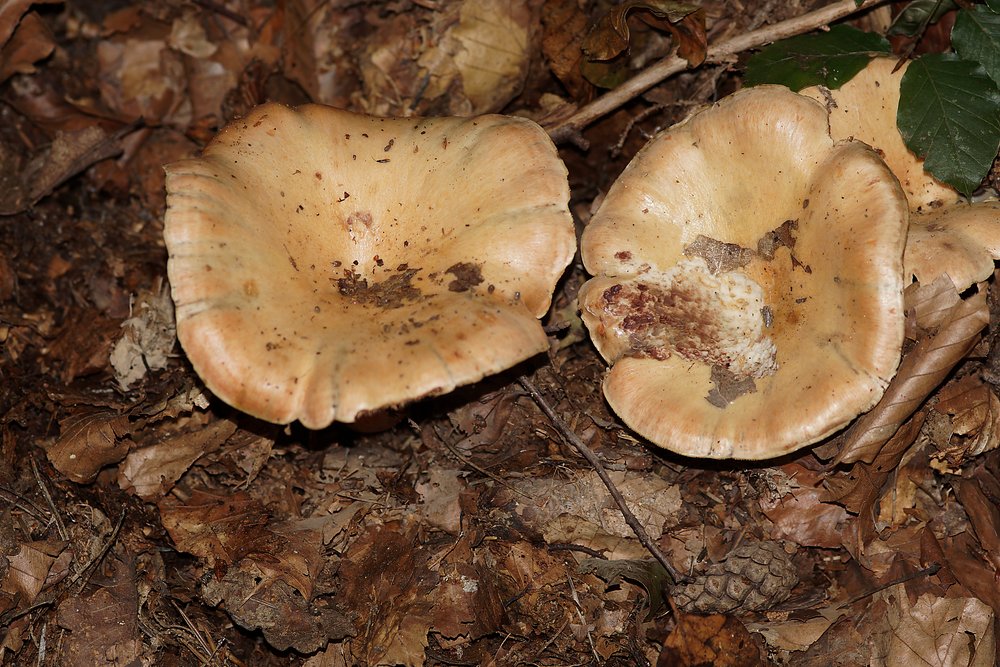 Queraderiger Milchling.jpg