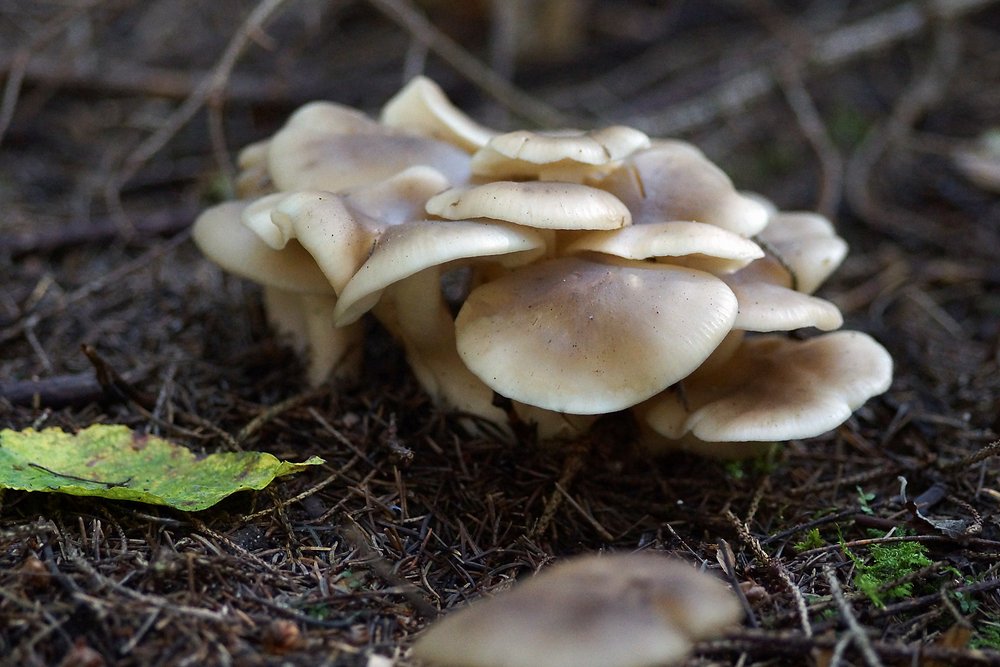 Rasling Lyophyllum decastes-a.jpg