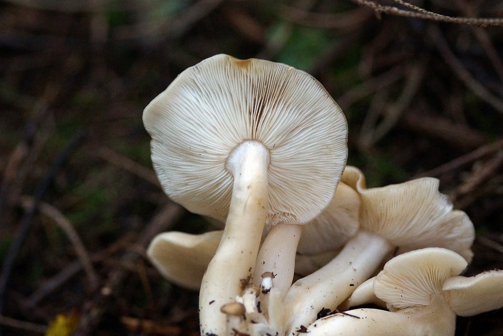 Rasling Lyophyllum decastes-b.jpg