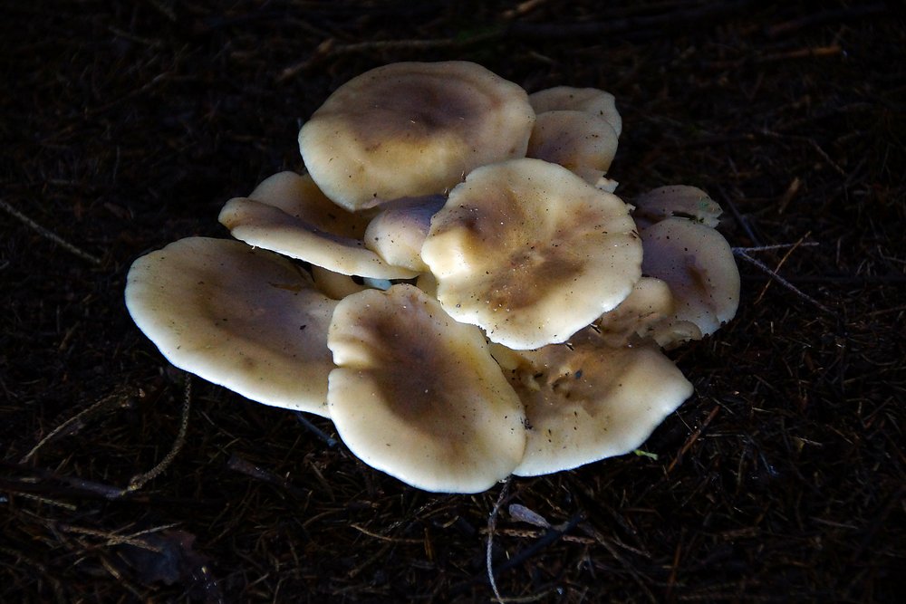 Rasling Lyophyllum decastes.jpg