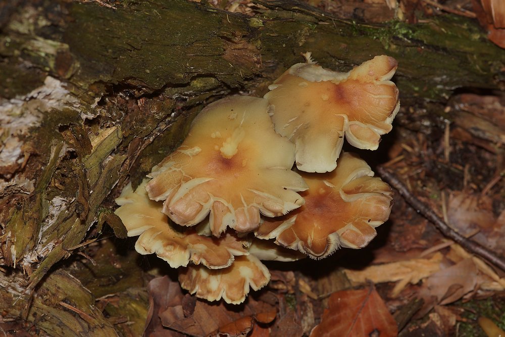 Rauchblättriger Schwefelkopf Hypholoma capnoides-a.jpg
