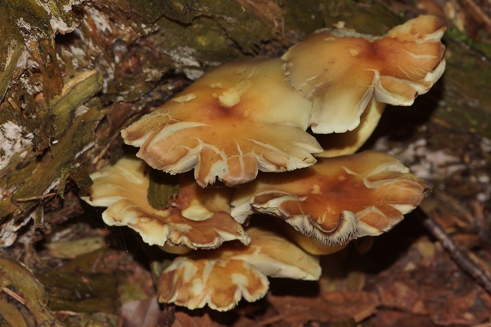 Rauchblättriger Schwefelkopf Hypholoma capnoides.jpg